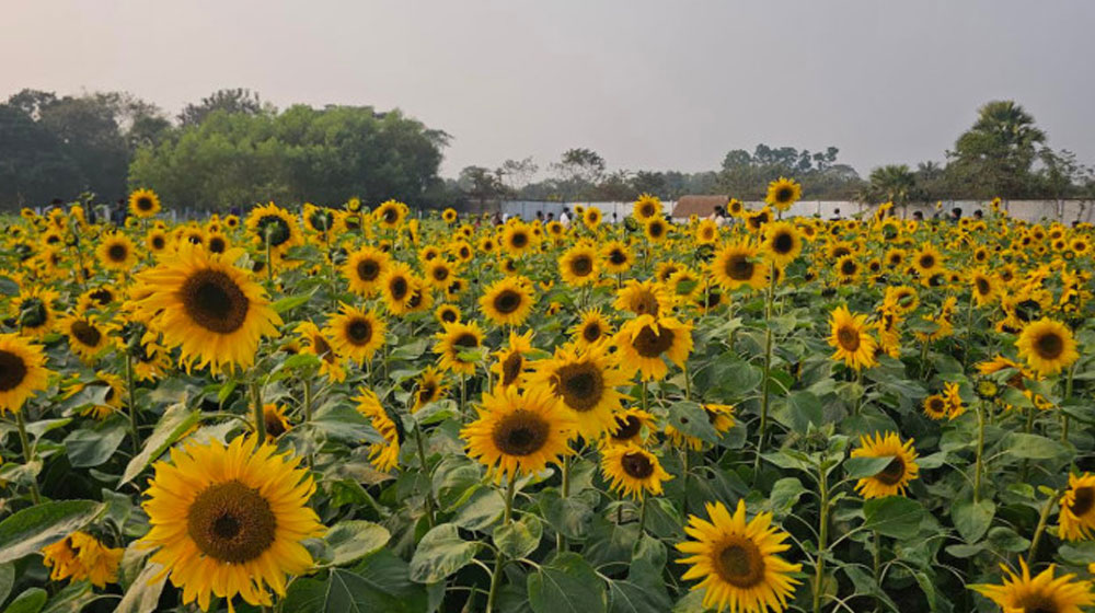 শ্রীপুরে সূর্যমুখী বাগান ঘিরে গ্রামীণ পর্যটনের নতুন সম্ভাবনা
