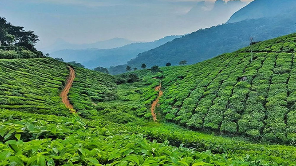 পরিবার নিয়ে ঘুরতে সেরা গন্তব্য শ্রীমঙ্গল