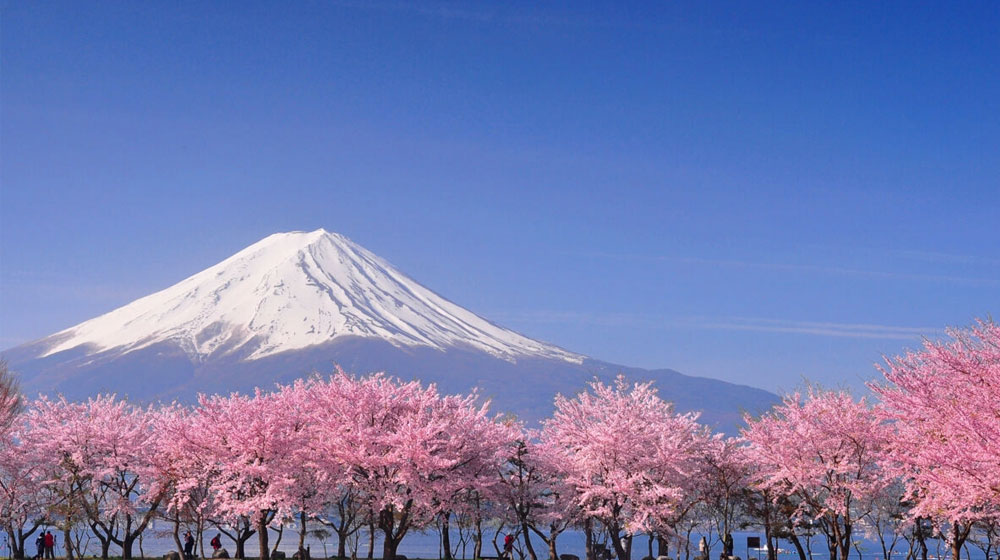 ফুজিওশিদা শহরের চেরি ব্লসম উৎসব বাতিল
