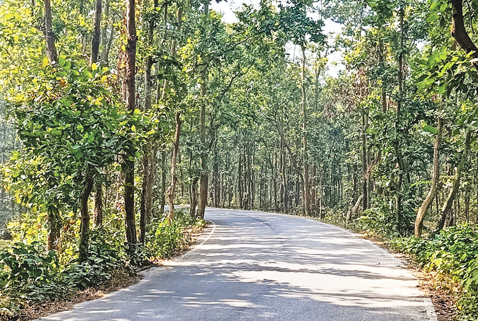 গাজীপুরের ভাইরাল সড়ক এখন ভ্রমণপিপাসুদের আকর্ষণ