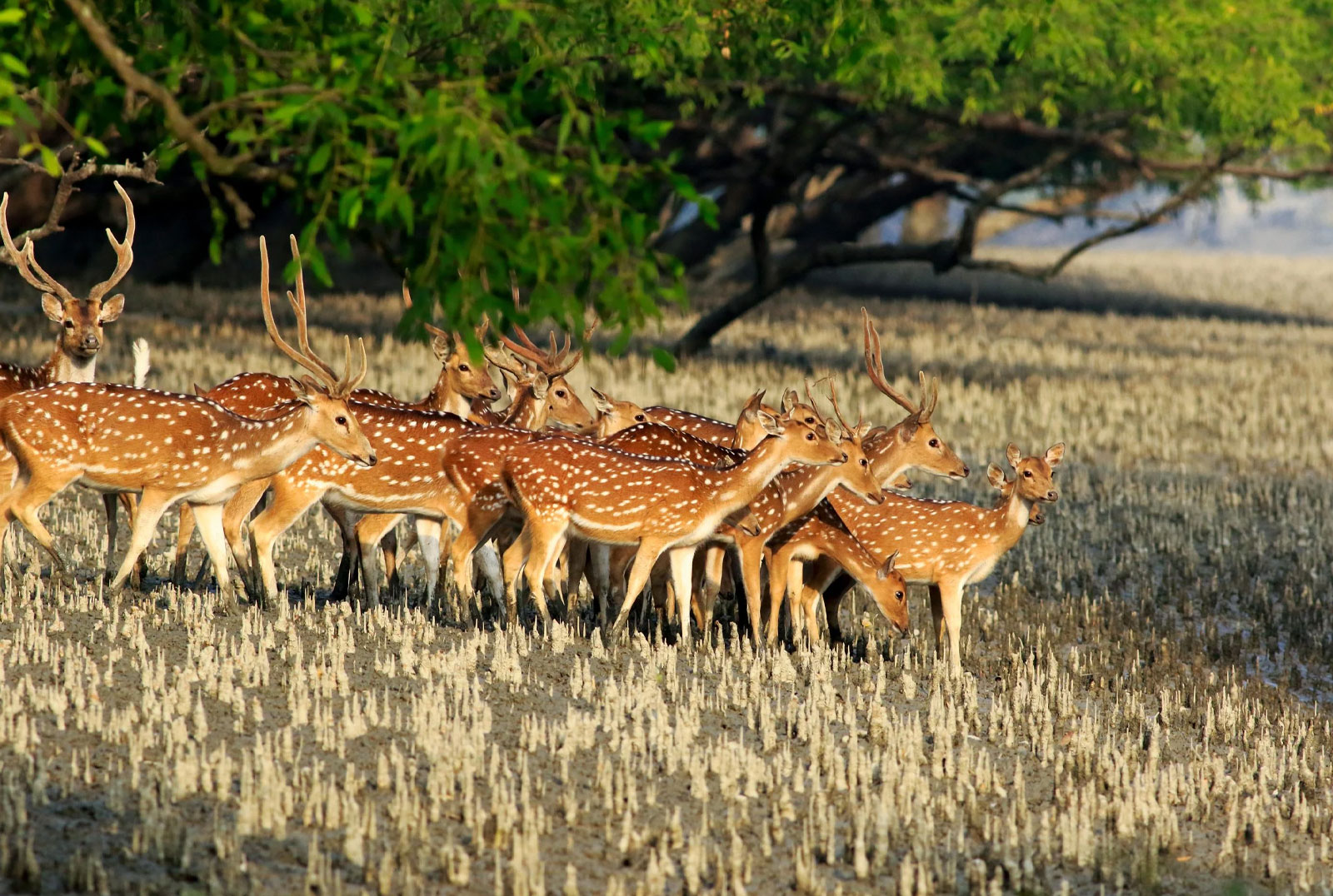 আজ সুন্দরবন দিবস