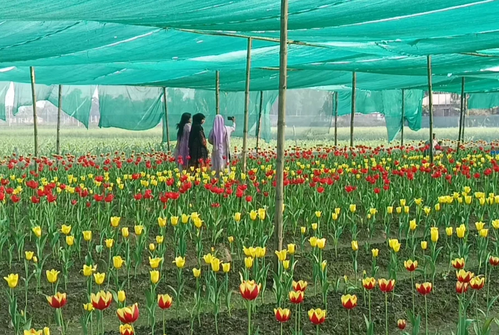 পঞ্চগড়ে ফুটেছে ১৪ হাজার টিউলিপ, ভিড় জমাচ্ছেন দর্শনার্থীরা
