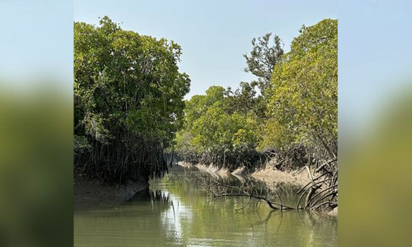 ঈদের ছুটিতে সুন্দরবনে বাড়ছে ভিড়