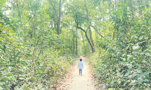 দিনাজপুরের সিংড়া বন শান্তির সবুজ ঠিকানা