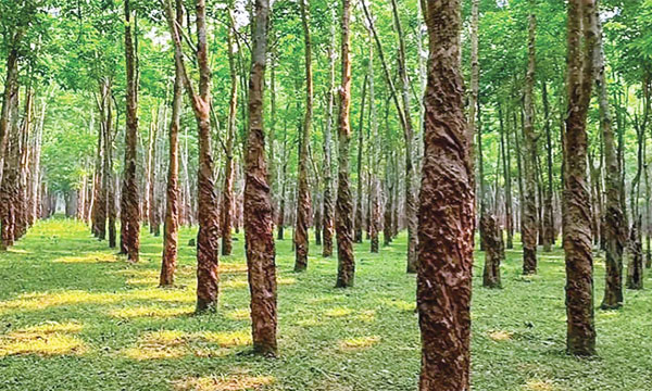 ঢাকার কাছে ব্যতিক্রমী ভ্রমণ গন্তব্য সন্তোষপুর