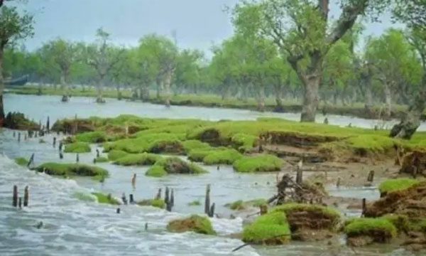 প্রকৃতিপ্রেমীদের নতুন গন্তব্য নিদ্রা সৈকত