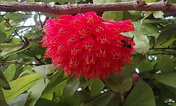 নাটোরে উত্তরা গণভবনে পারিজাতের মোহনায় দর্শনার্থীদের ভিড়