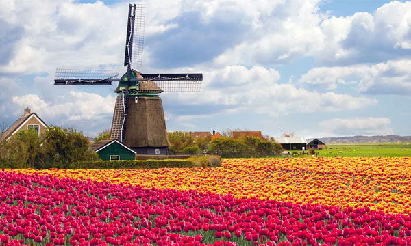 টিউলিপ দেখতে নেদারল্যান্ডস যাচ্ছেন? দেখে নিন বিশেষজ্ঞের পরামর্শ