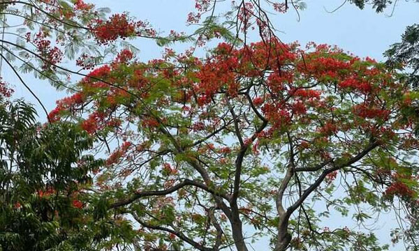 গ্রীষ্মে কক্সবাজারে কৃষ্ণচূড়ার লাল ছোঁয়া