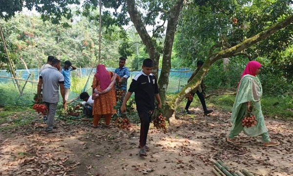 বিজয়নগরের লিচুবাগানে পর্যটকের ঢল, জমে উঠেছে মৌসুমি কৃষি পর্যটন