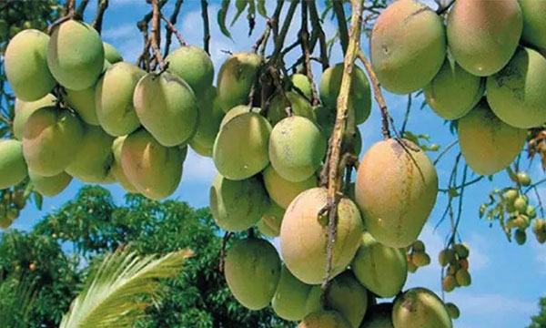 আমের টানে ঘুরে আসুন উত্তরাঞ্চলের ৩ জেলা