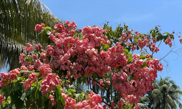 বর্ষায় গোলাপি-সাদা নাগবল্লীর মোহে কক্সবাজার উদ্যান, ভিড় বাড়ছে প্রকৃতিপ্রেমীদের