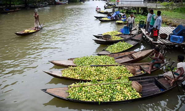 আটঘর-কুড়িয়ানা পেয়ারা বাগান ভ্রমণে ৮ নির্দেশনা