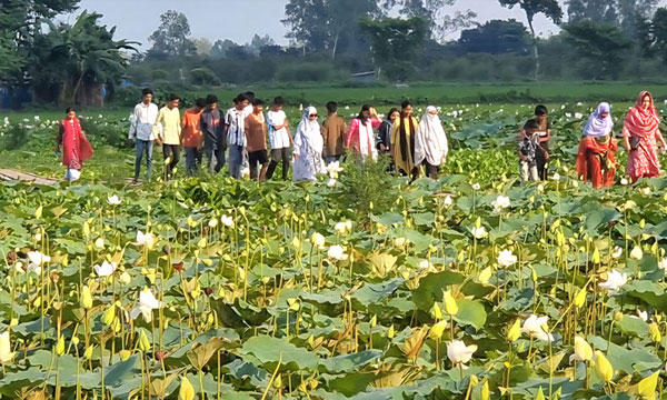 সাদা পদ্মে অপরূপ পীরগঞ্জের কলিযুগ বিল