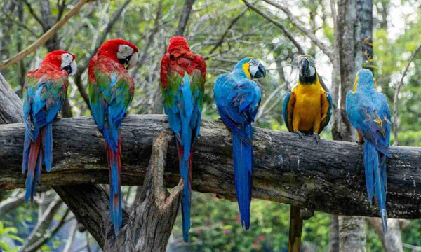 বিশ্বের সবচেয়ে সুন্দর ১০ পাখি কোথায় দেখা যায়