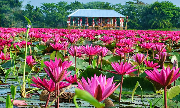 বর্ষার রঙিন গন্তব্য সাতলার লাল শাপলার বিল