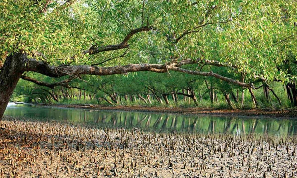 সুন্দরবনের দুয়ার খুলে দেওয়ায় জেলে-বাওয়ালী ও পর্যটকরা উচ্ছসিত