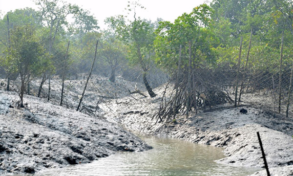 ছয় দিনে সুন্দরবনে ভ্রমণ করলেন ২৫২০ পর্যটক