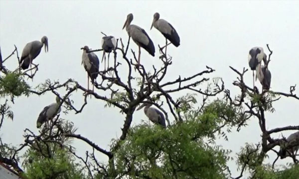 নীলফামারীর যে গ্রামে পাখির কলকাকলিতে শুরু হয় সকাল