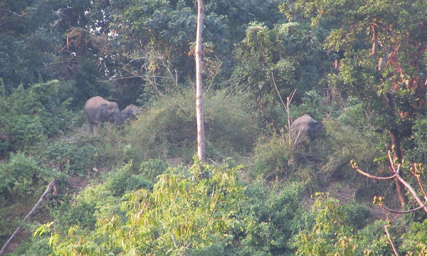 কেইপিজেডে দুই বন্যহাতি, উত্ত্যক্ত করছেন দর্শনার্থীরা
