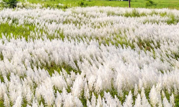 কাশফুলের রাজ্যে শরতের দেখা মিলছে গোমতীর চরে