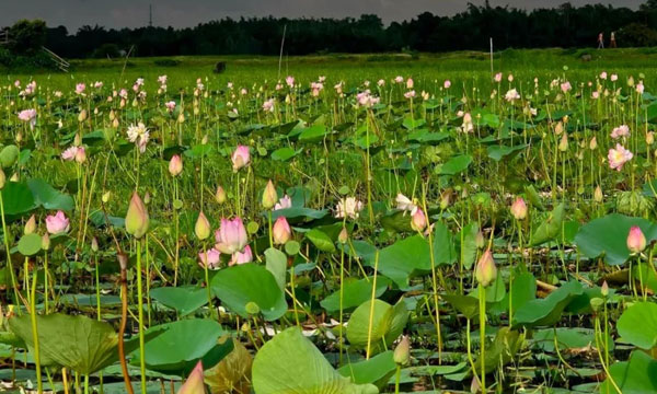 আখাউড়ার ১২০ একরের পদ্মবিলে নৌকায় ঘোরার হাতছানি