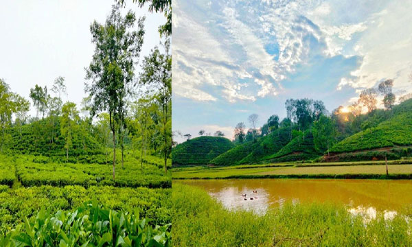 কাশ্মীর টিলার সৌন্দর্য দেখতে কেন যাবেন জুড়ীতে
