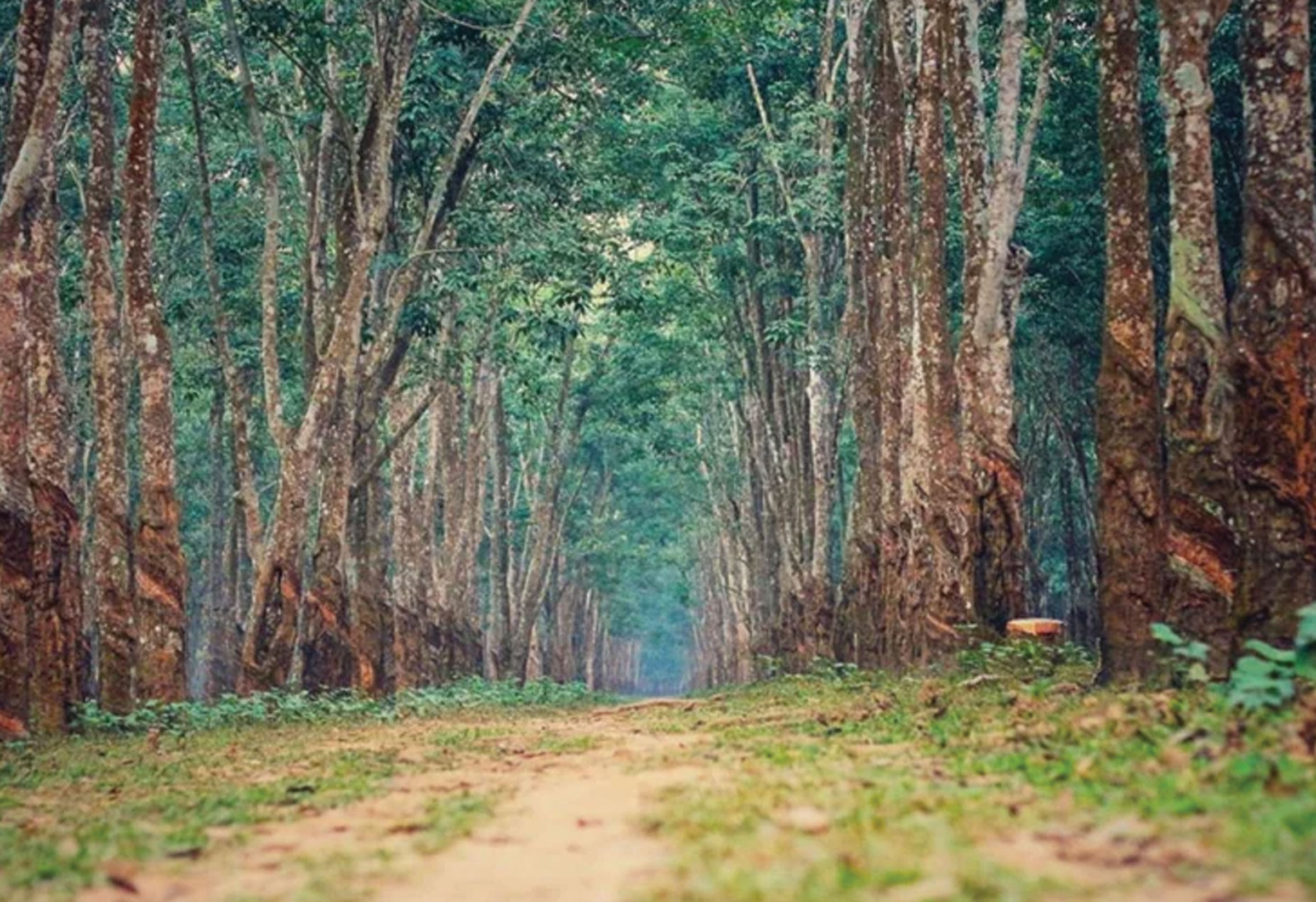 ৩ হাজার একরের রাবার বাগান, কোথায় এবং কীভাবে যাবেন?