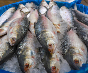 বিদেশি মাছের মতো পুষ্টি মিলবে যেসব দেশি মাছে