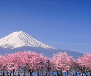 ফুজিওশিদা শহরের চেরি ব্লসম উৎসব বাতিল