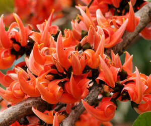ফাল্গুনের প্রথম দিন আজ