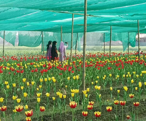 পঞ্চগড়ে ফুটেছে ১৪ হাজার টিউলিপ, ভিড় জমাচ্ছেন দর্শনার্থীরা