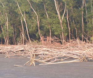 ভাঙনে বিলীন হচ্ছে বরগুনার শুভসন্ধ্যা সৈকত