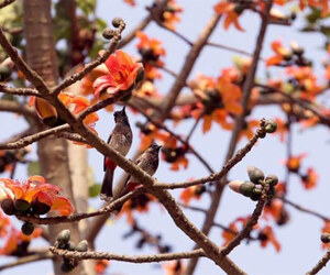 বসন্তে রঙে রঙিন মেরিন ড্রাইভ