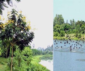 অতিথি পাখির কলকাকলিতে মুখর রংপুরের বিল