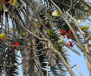 মহেশখালীর ধলঘাটায় বিরল মন্দার গাছের সন্ধান