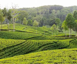 ঈদে পর্যটকের অপেক্ষায় মৌলভীবাজার, আগাম বুকিং ১০ শতাংশ