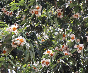 মৌলভীবাজারে ফুটেছে নাগেশ্বর ফুলের মেলা