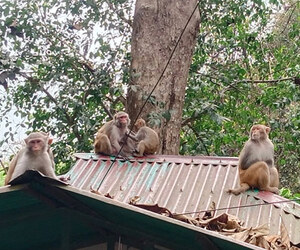 লাউয়াছড়ায় পর্যটকের অপেক্ষায় বানর