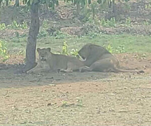 গাজীপুর সাফারি পার্কে নতুন তিন সিংহ