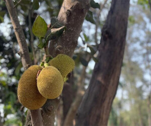 পর্যটকদের নজর কাড়ছে মেরিন ড্রাইভের কাঁঠাল গাছ