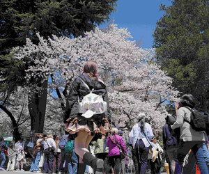 চেরি ফুলে পর্যটন বাড়লেও বাড়ছে ভোগান্তি