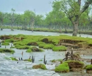 প্রকৃতিপ্রেমীদের নতুন গন্তব্য নিদ্রা সৈকত