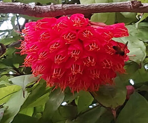 নাটোরে উত্তরা গণভবনে পারিজাতের মোহনায় দর্শনার্থীদের ভিড়