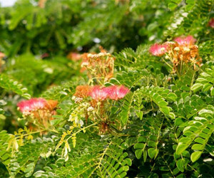 শিরীষ ফুলে দৃষ্টিনন্দন কক্সবাজার সড়ক