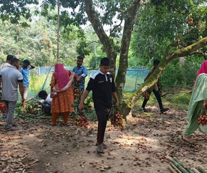 বিজয়নগরের লিচুবাগানে পর্যটকের ঢল, জমে উঠেছে মৌসুমি কৃষি পর্যটন