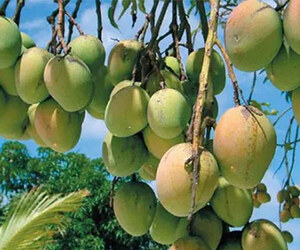 আমের টানে ঘুরে আসুন উত্তরাঞ্চলের ৩ জেলা
