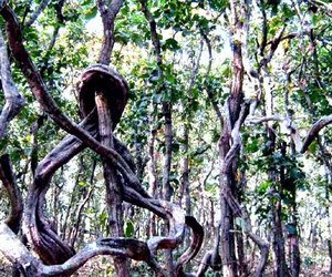 দিনাজপুরের ধর্মপুর শালবন হতে পারে নতুন পর্যটন কেন্দ্র