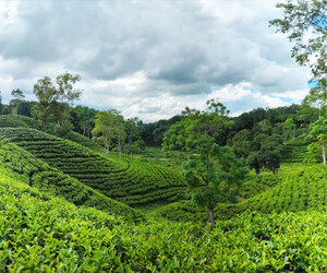 বর্ষায় ঘুরে আসুন মৌলভীবাজারের ৯৩ চা বাগানে