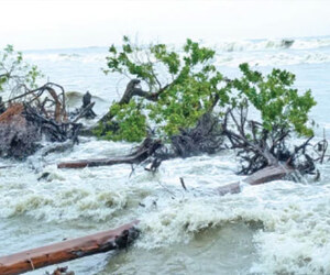 কুয়াকাটা সৈকতে সাগরভাঙন বেড়েই চলেছে